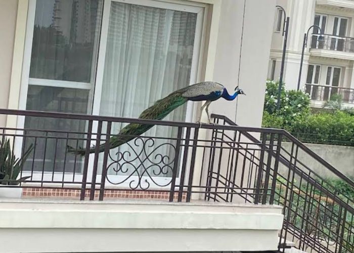 Anantraj Estate Floors